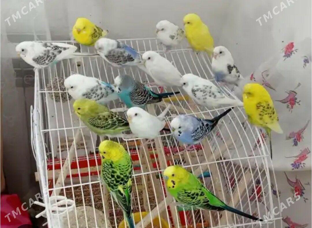 popugay gus - Ашхабад - img 1