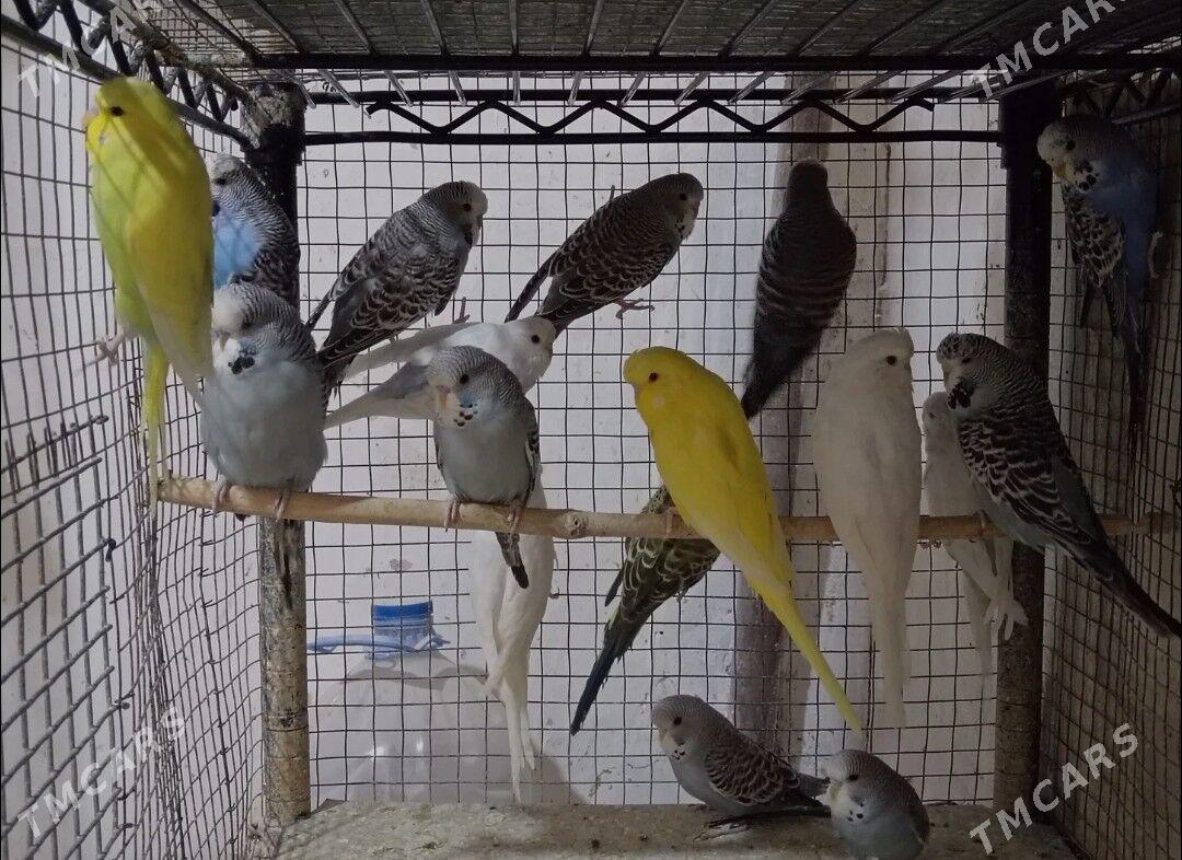 popugay gus - Ашхабад - img 2