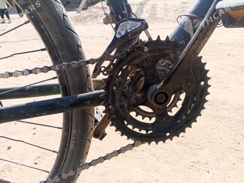 welsopit - Мургап - img 4