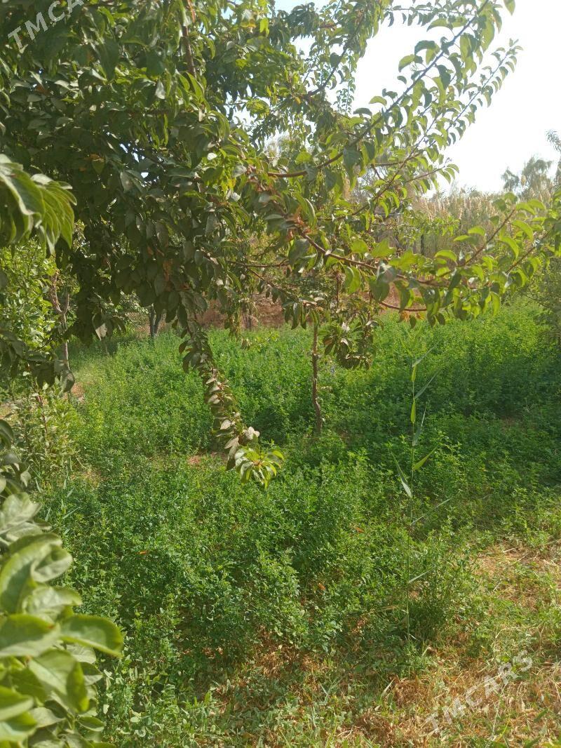 satyş galan janda - Seýdi - img 8