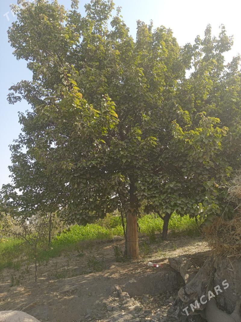 satyş galan janda - Seýdi - img 10