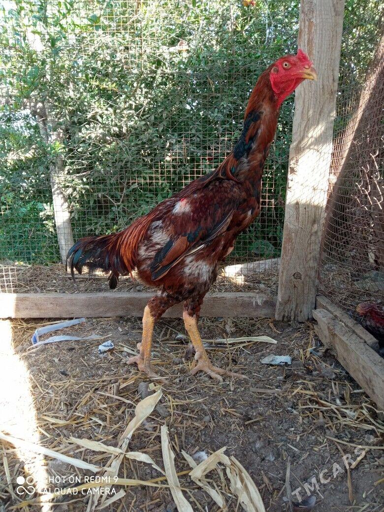 Bayes - Çärjew - img 3