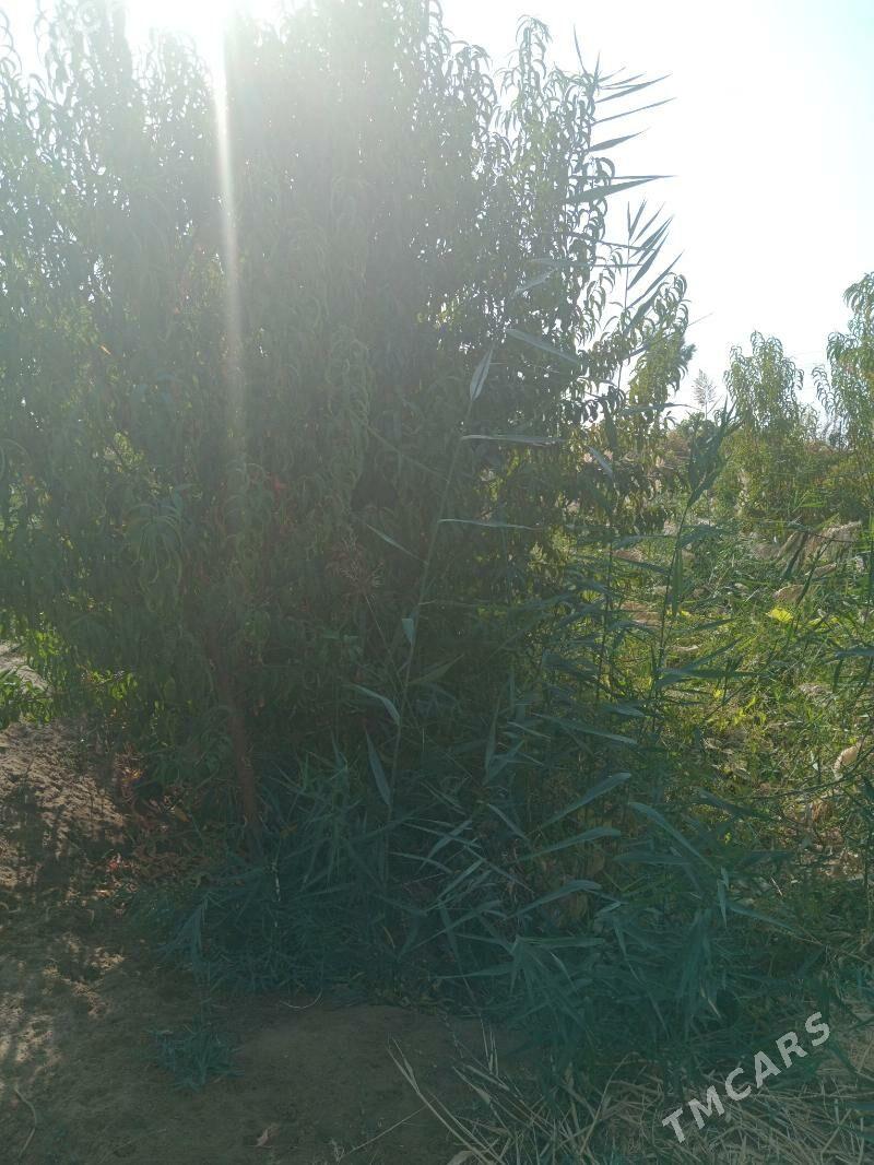 satyş galan janda - Seýdi - img 5