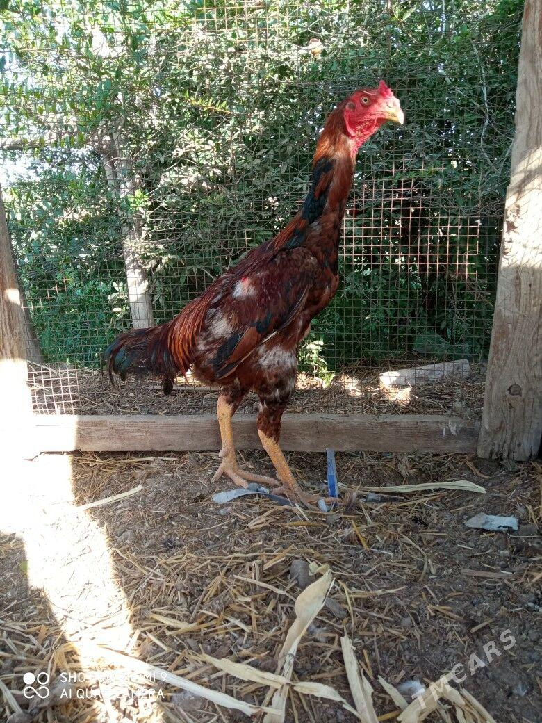 Bayes - Çärjew - img 2