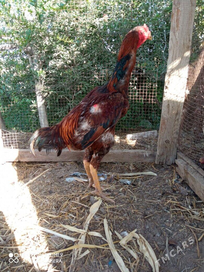 Bayes - Çärjew - img 4