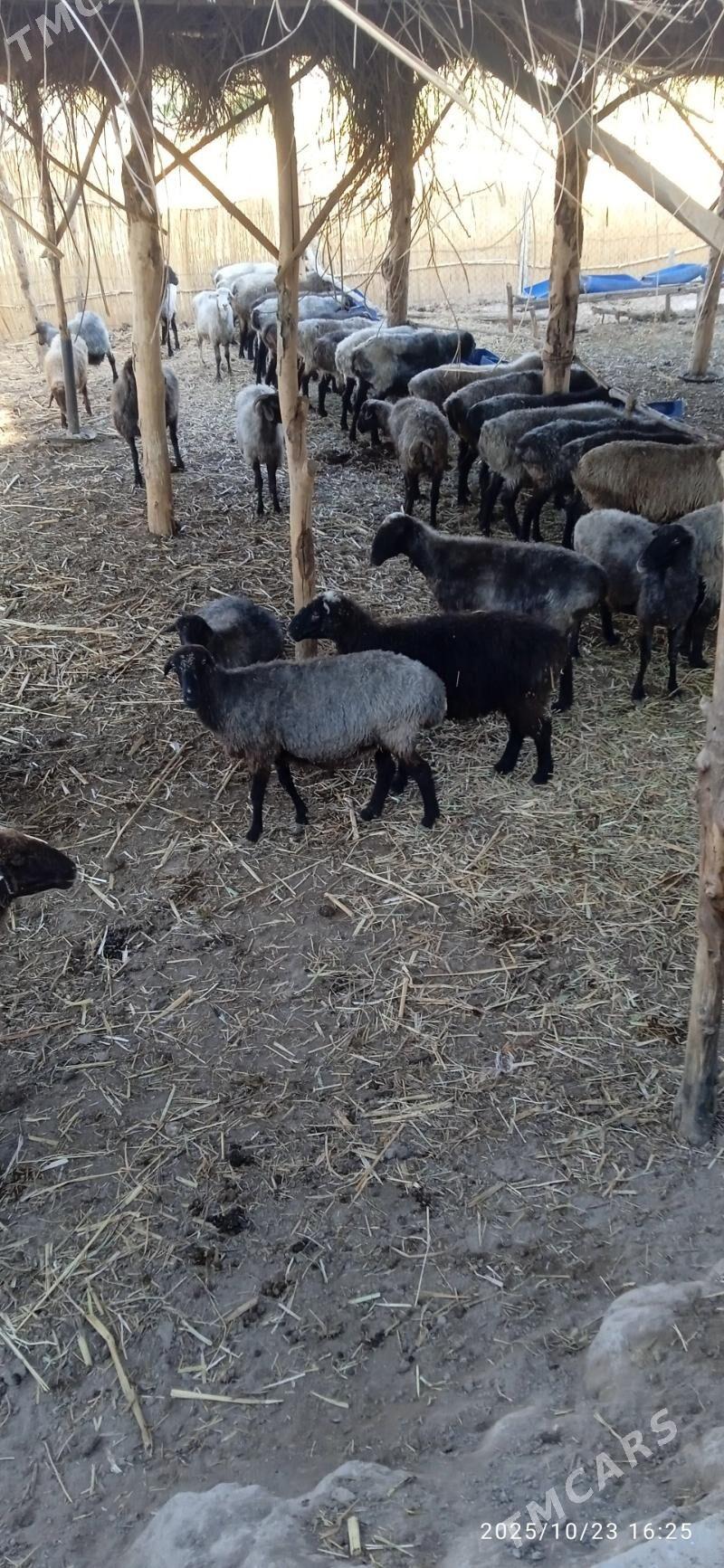 gysyr goyunlar - Гороглы (Тагта) - img 2