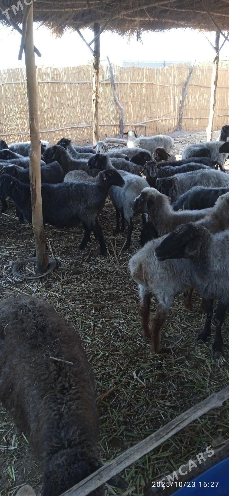 gysyr goyunlar - Гороглы (Тагта) - img 1