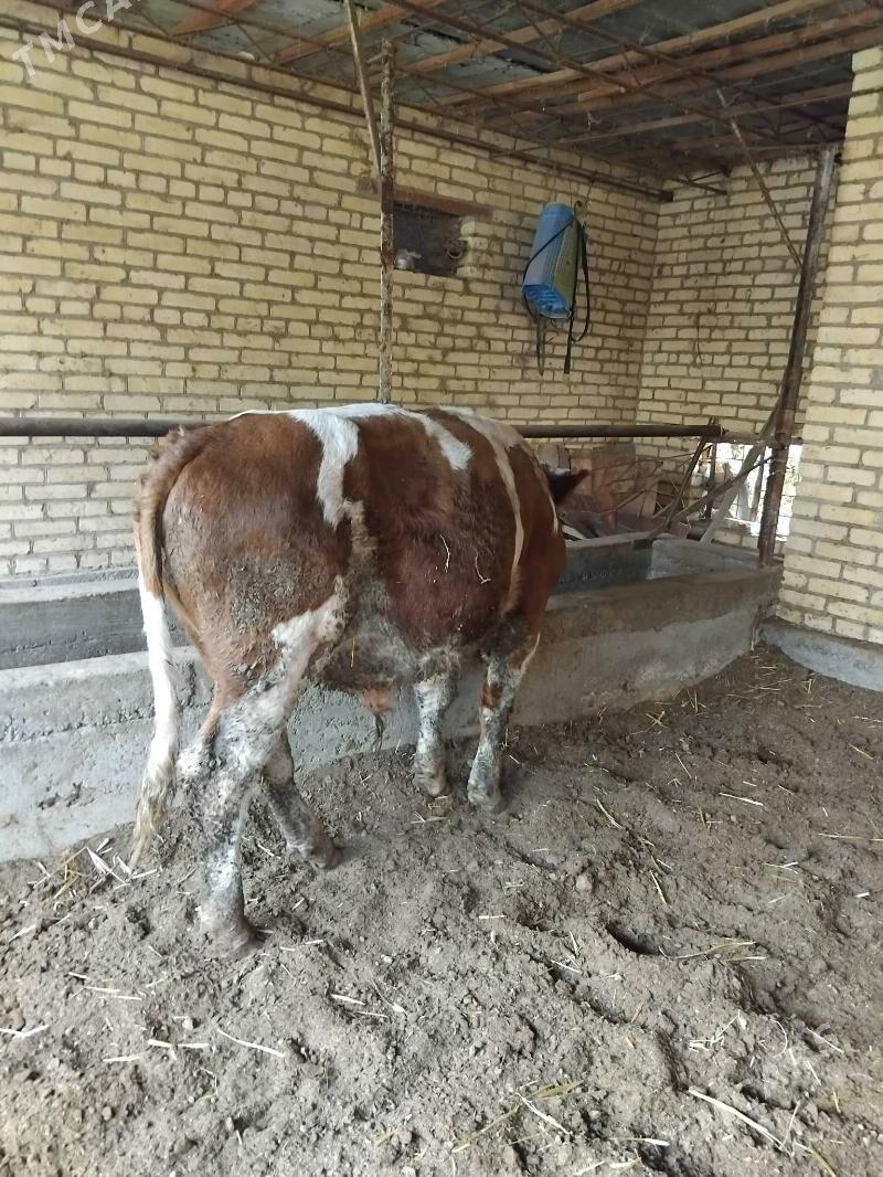 Simmental küzler - Çärjew - img 5