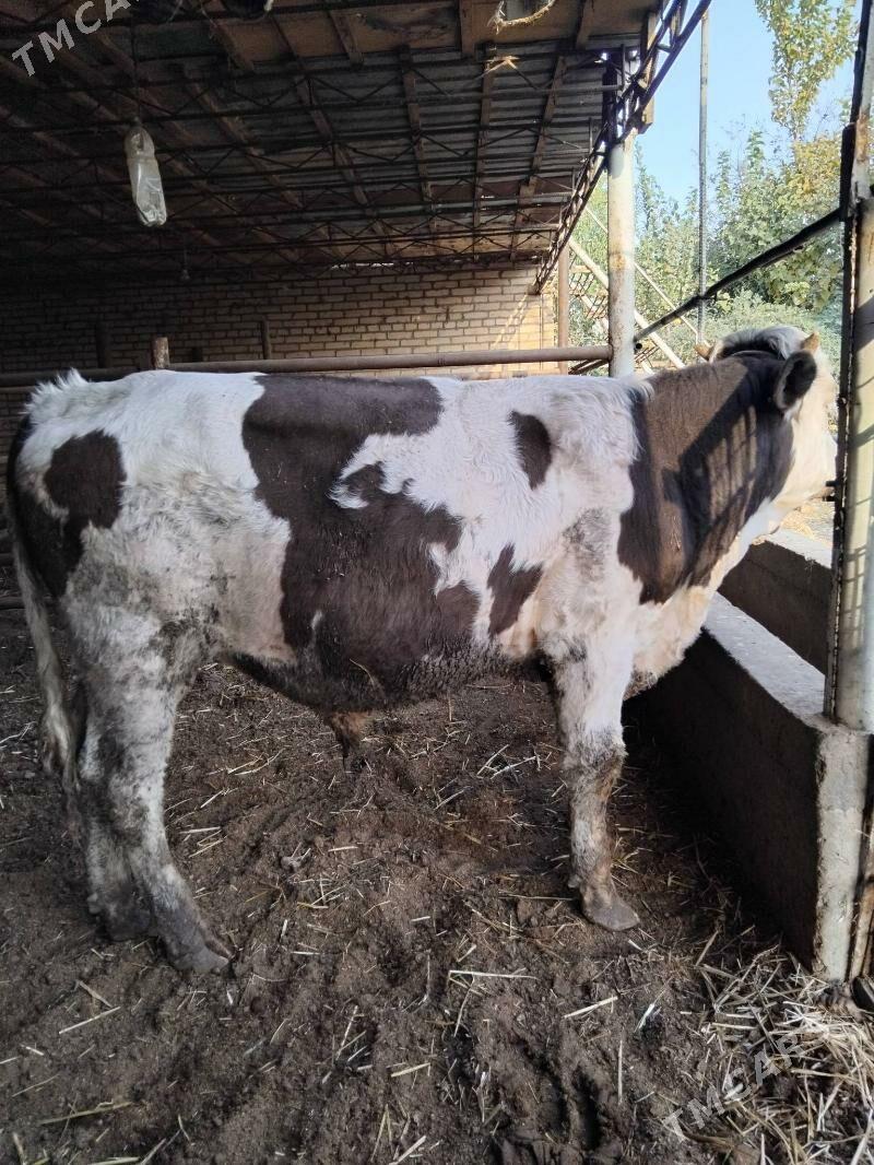 Simmental küzler - Çärjew - img 2