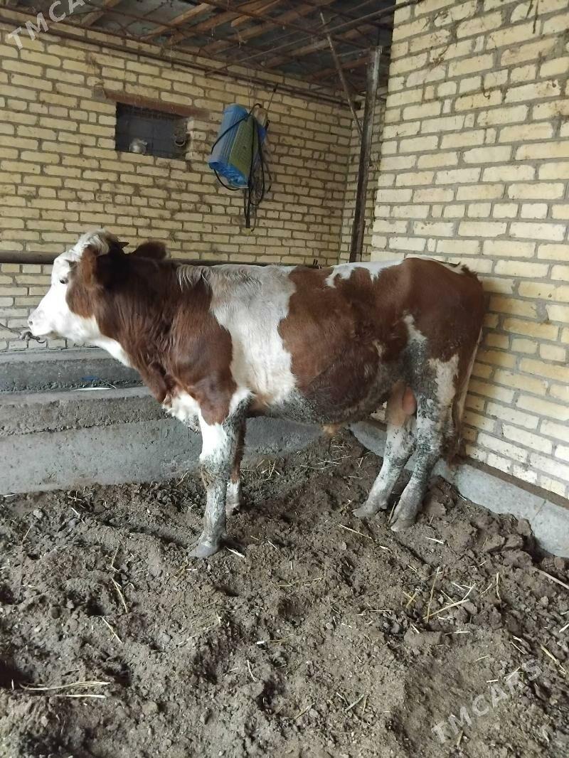 Simmental küzler - Çärjew - img 4