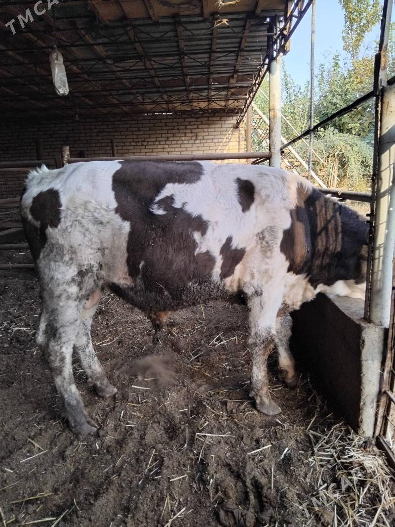 Simmental küzler - Çärjew - img 3