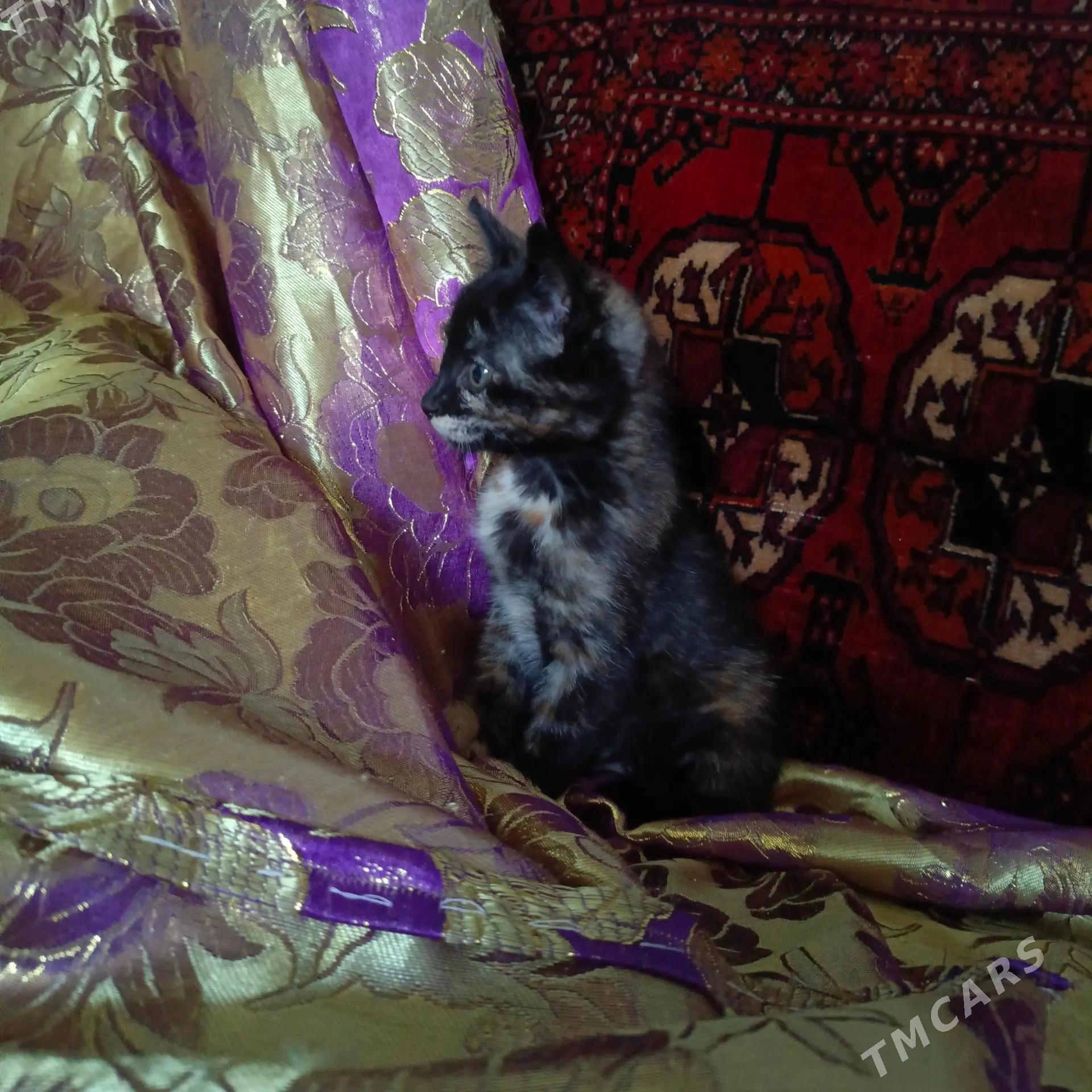 КОТЕНОК - Дашогуз - img 1