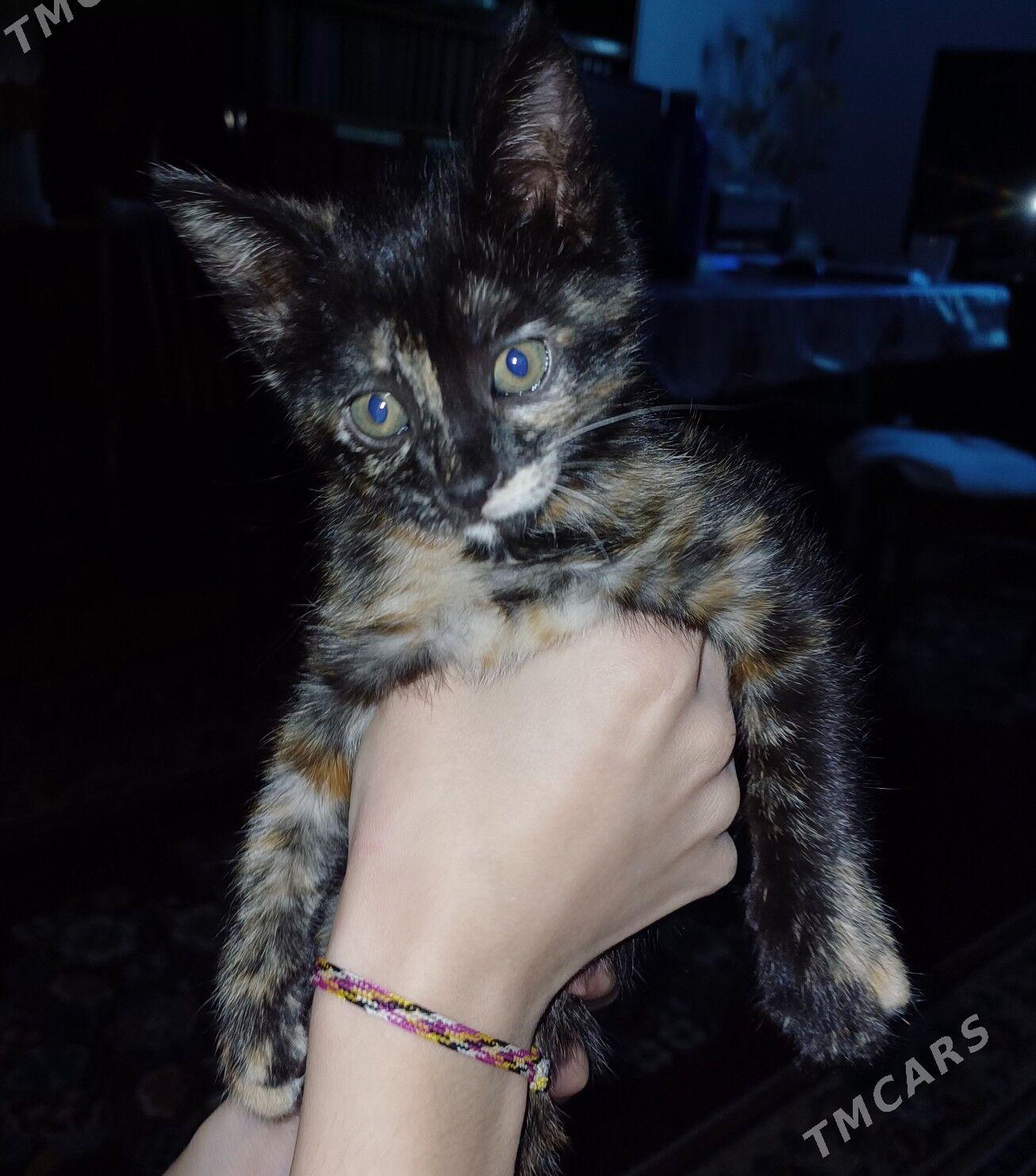 КОТЕНОК - Дашогуз - img 2