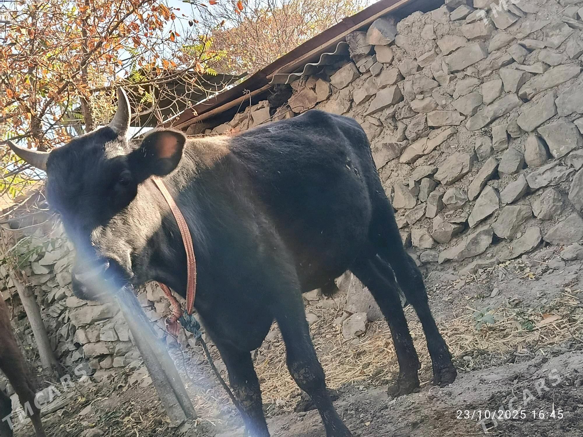 öküz - Махтумкули - img 2