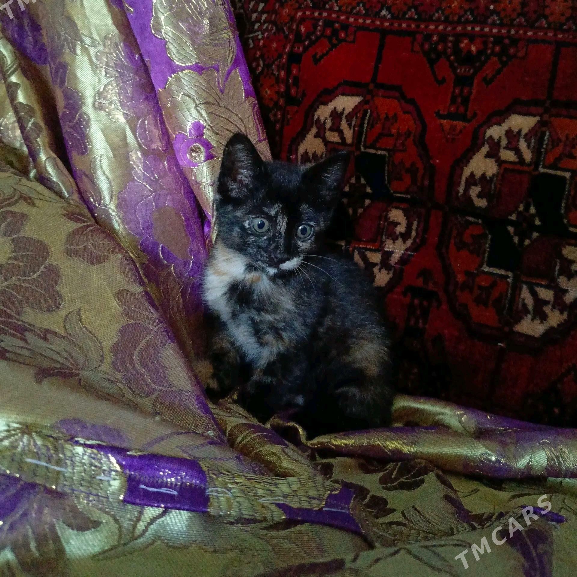 КОТЕНОК - Дашогуз - img 4