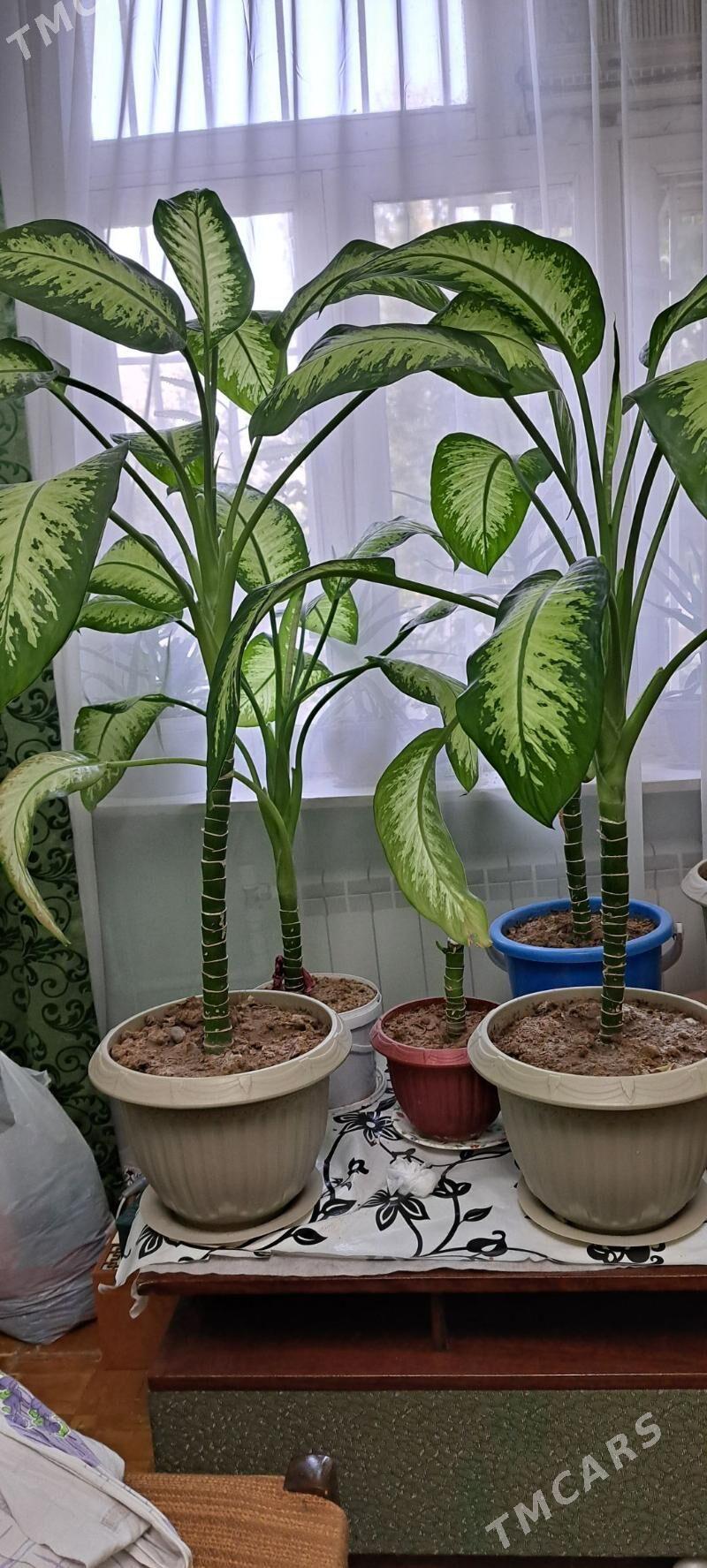 oý güli diffenbahiýa - Ким район - img 2