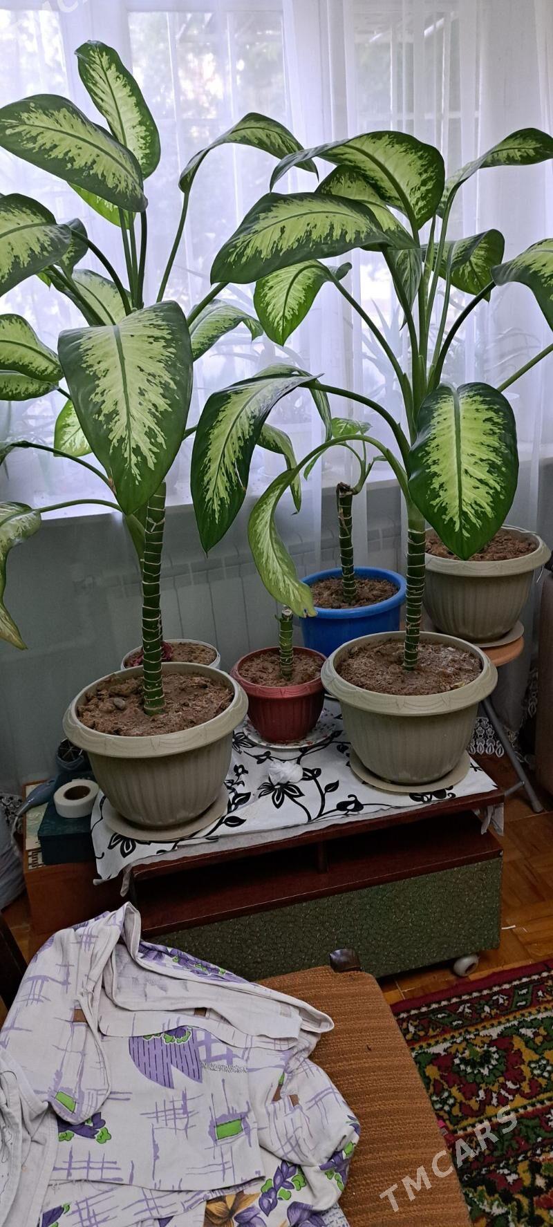 oý güli diffenbahiýa - Ким район - img 1