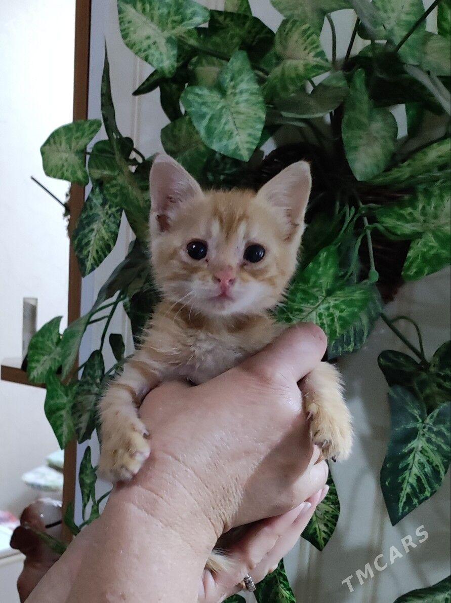 котёнок - 8 мкр - img 2