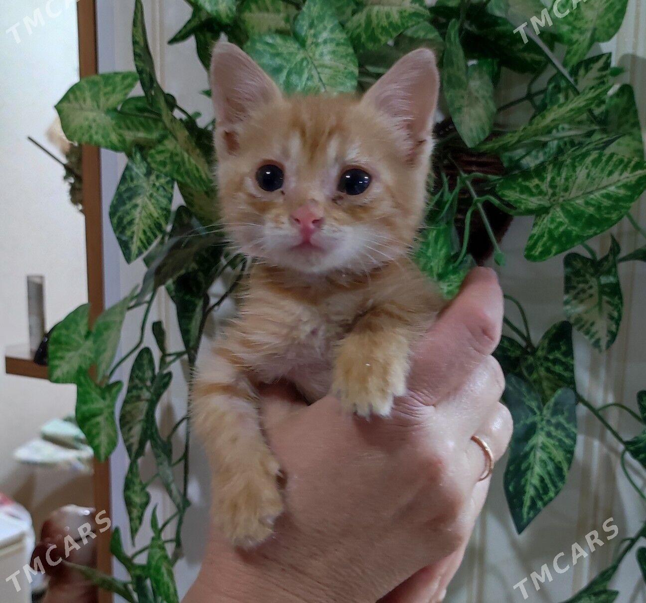 котёнок - 8 мкр - img 1