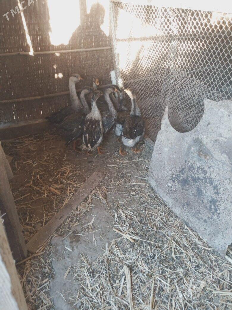 гуси газлар - Türkmenabat - img 2