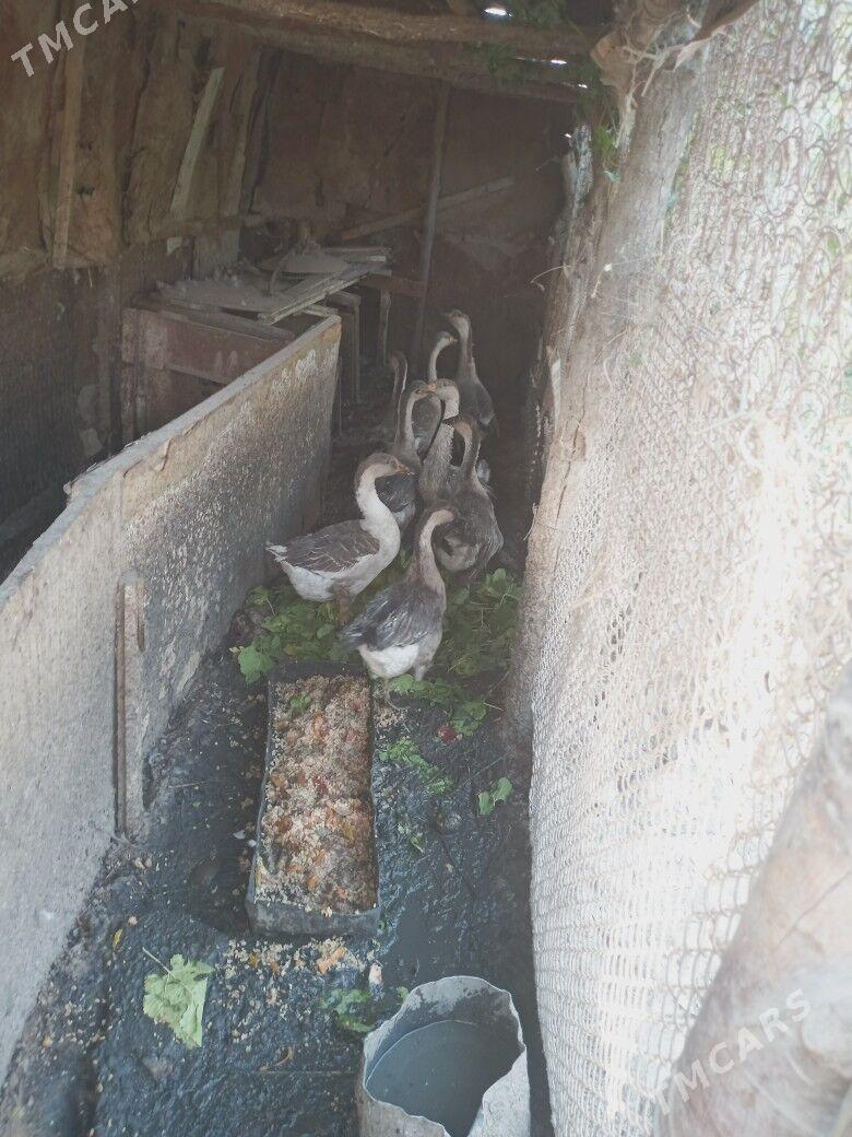 гуси газлар - Türkmenabat - img 1