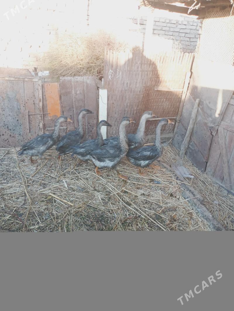 гуси газлар - Türkmenabat - img 3