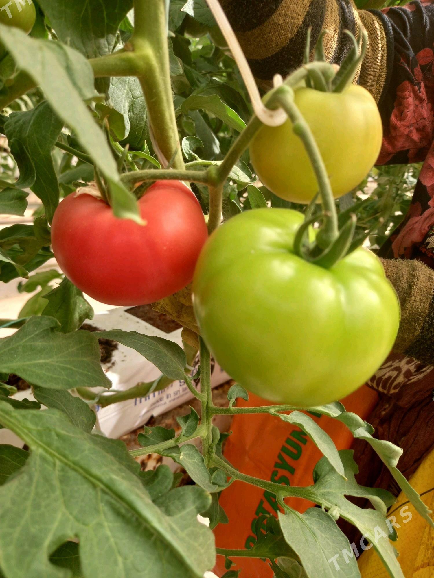 yyladyshana - Bäherden - img 2