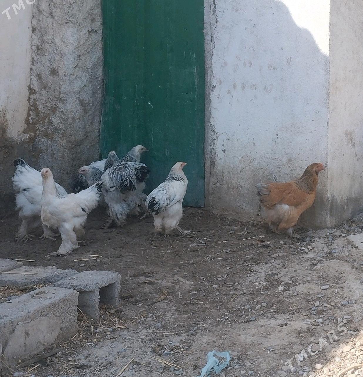 balgar juyje - Кака - img 4