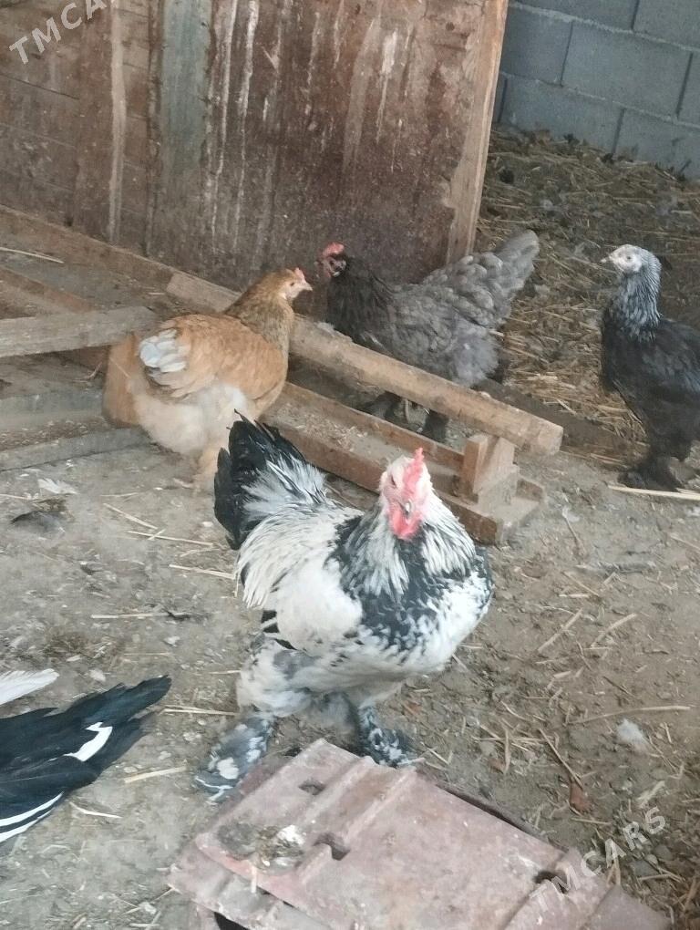 balgar juyje - Кака - img 3