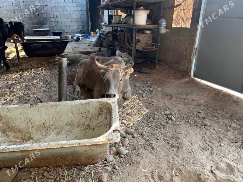 Bogaz sygyr - Ak bugdaý etraby - img 1