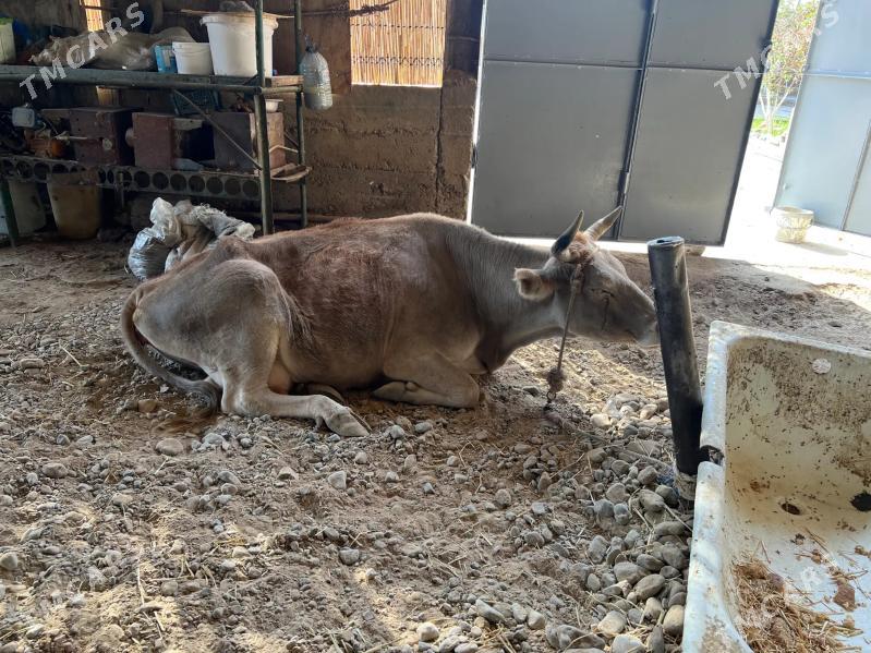 Bogaz sygyr - Ak bugdaý etraby - img 2