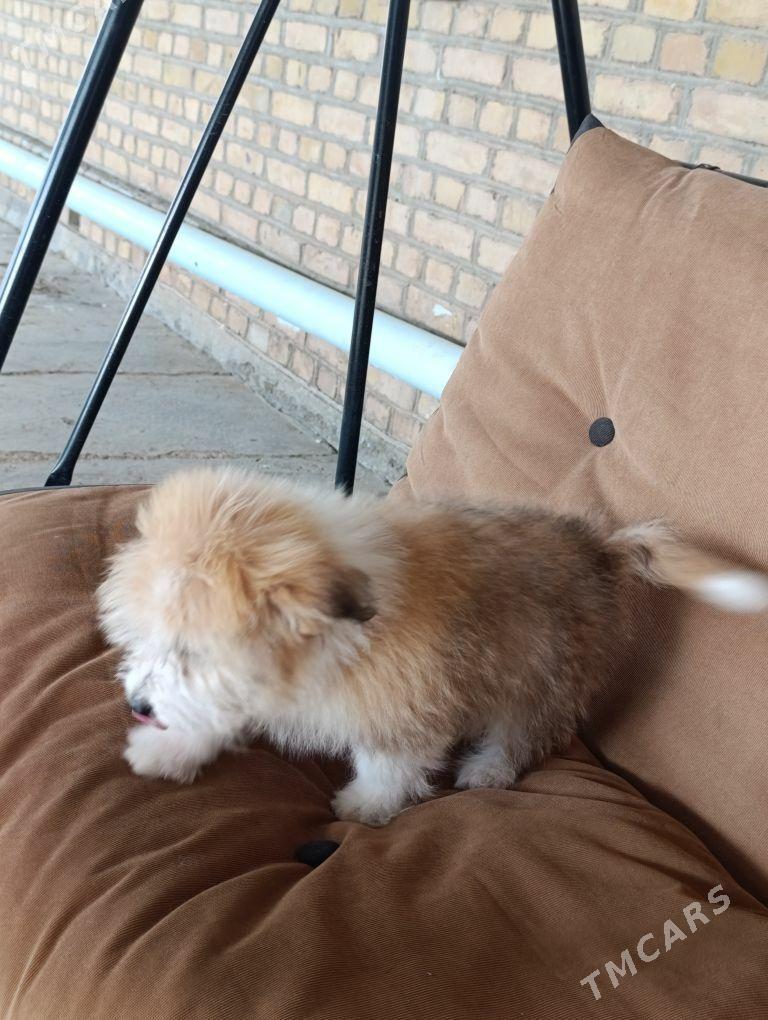 PudilL Zwanok - Mary - img 2