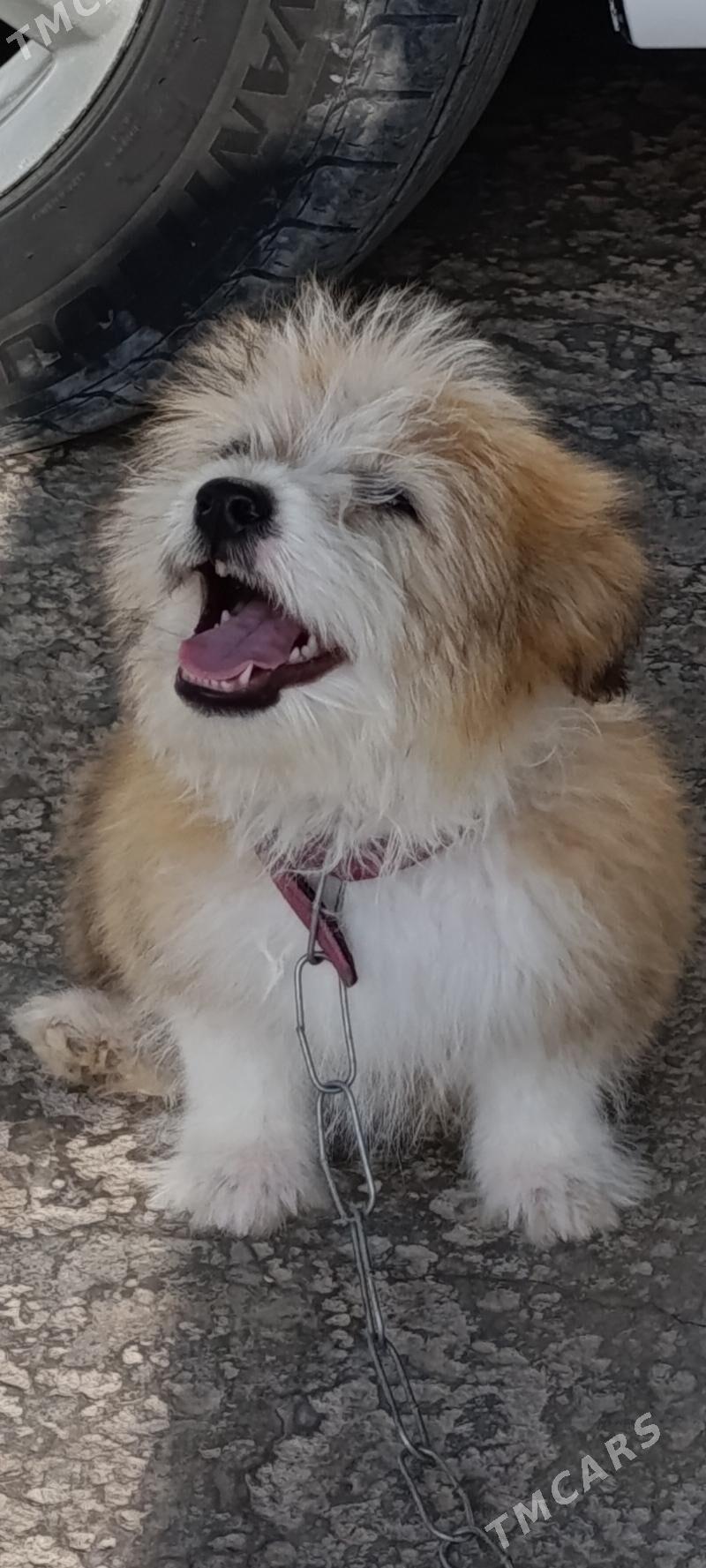 PudilL Zwanok - Mary - img 10