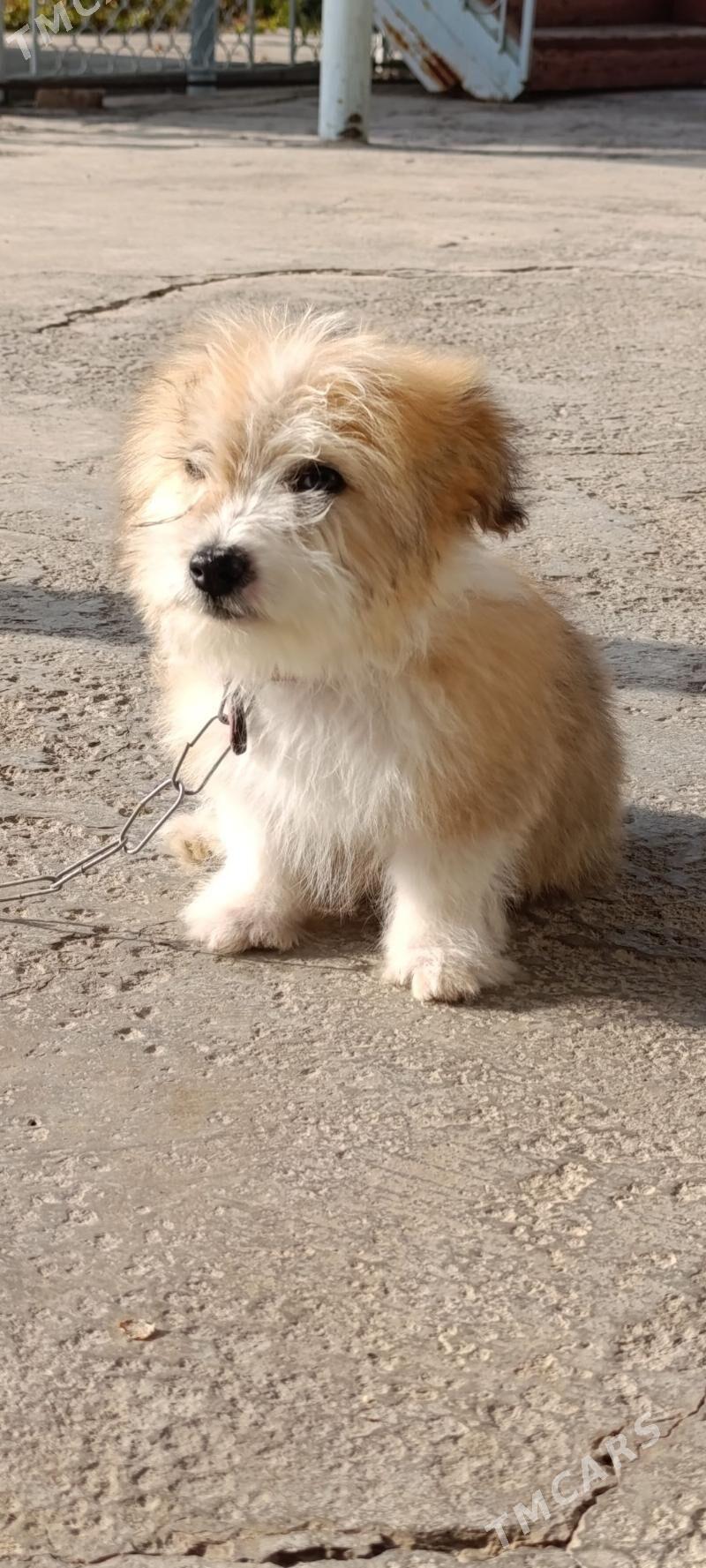 PudilL Zwanok - Mary - img 7