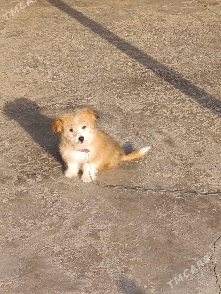 PudilL Zwanok - Mary - img 5