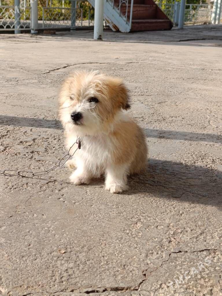 PudilL Zwanok - Mary - img 3