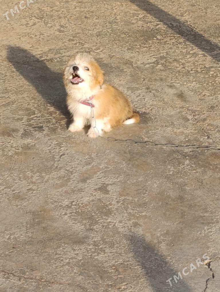 PudilL Zwanok - Mary - img 4