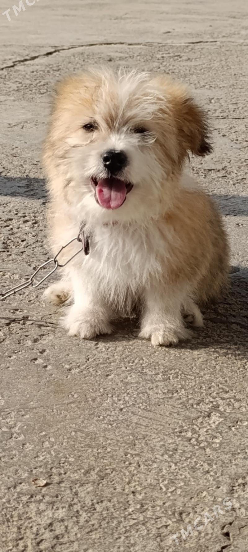 PudilL Zwanok - Mary - img 9