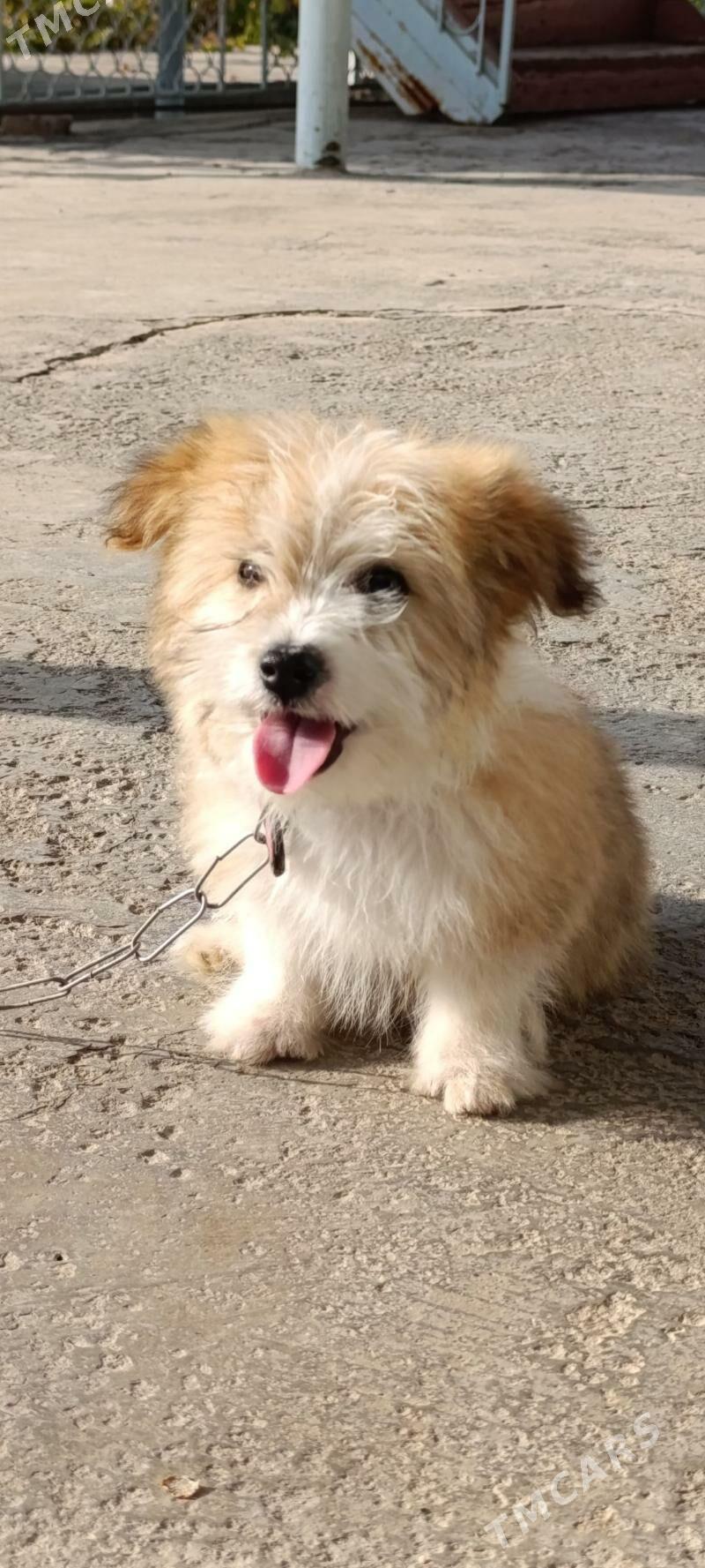 PudilL Zwanok - Mary - img 8