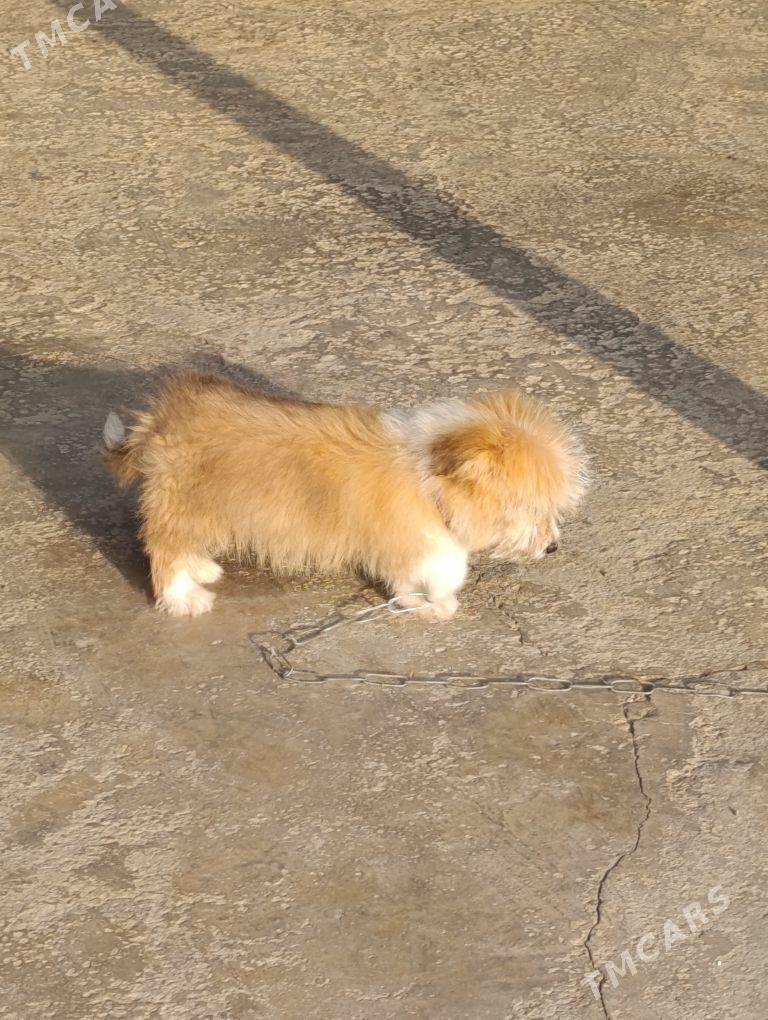 PudilL Zwanok - Mary - img 6