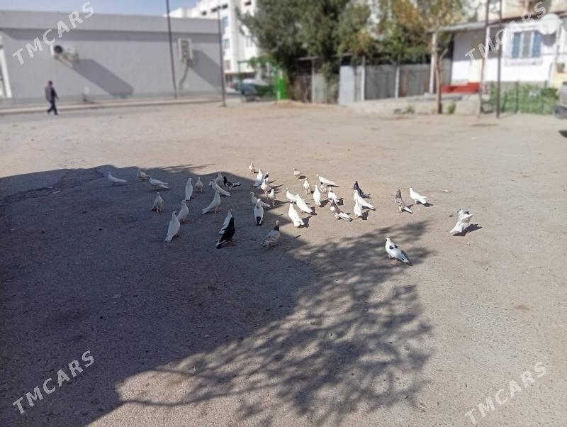 kepderi - Balkanabat - img 2