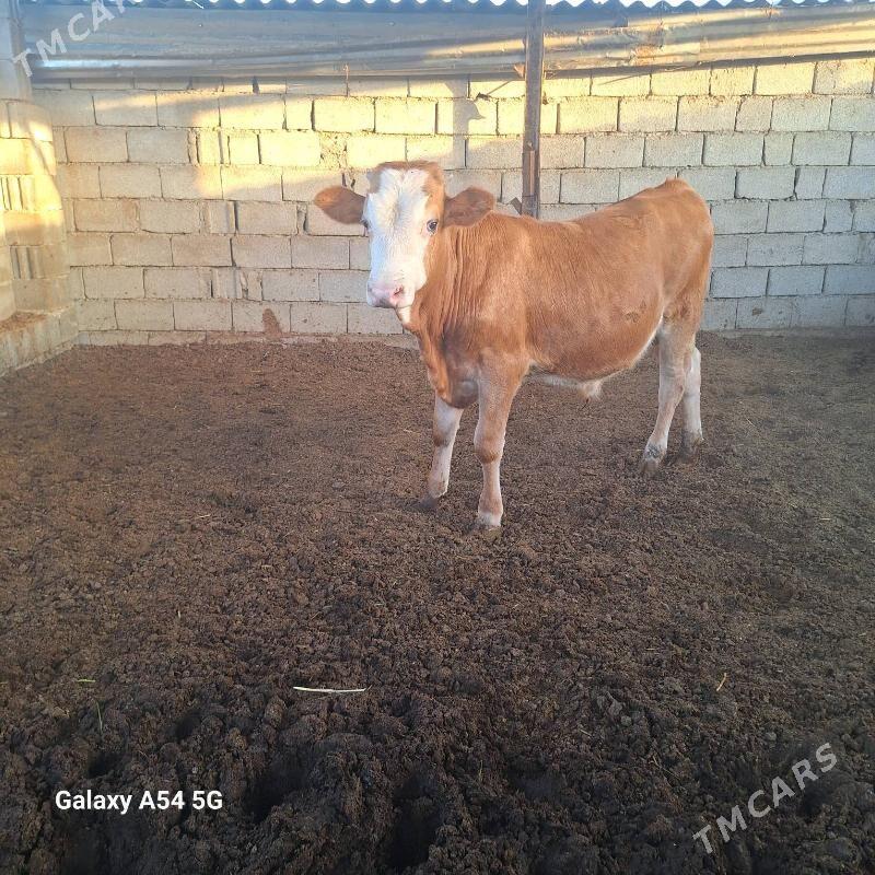 Okuz gibrt - Gökdepe - img 2