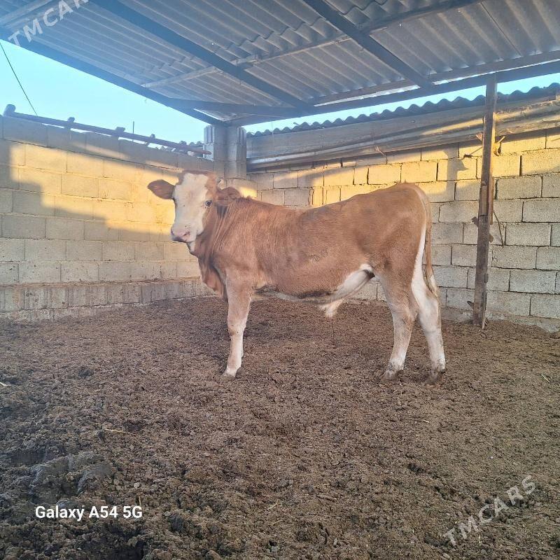 Okuz gibrt - Gökdepe - img 3