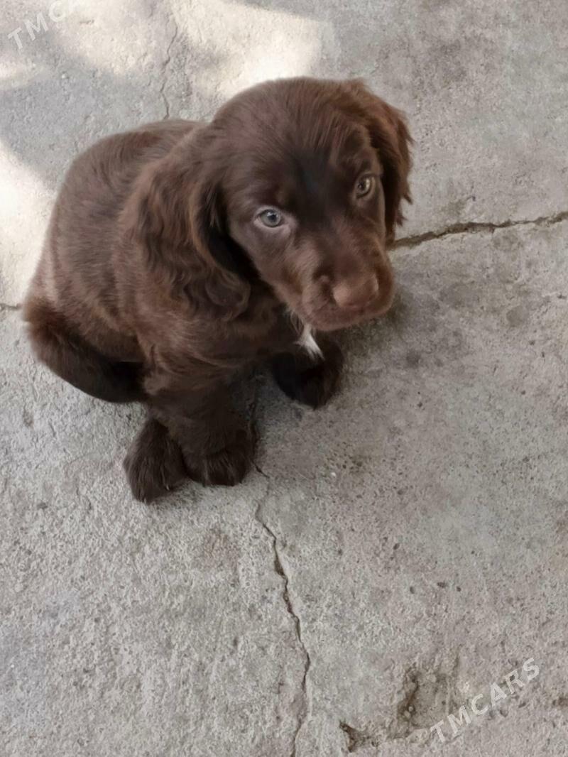 щенки русский спаниель 2 - Бузмеин - img 1