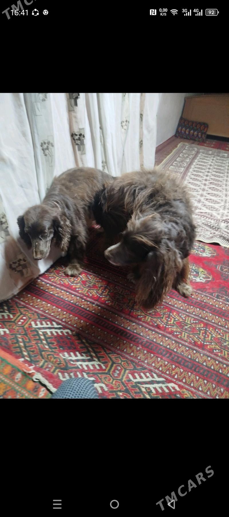 щенки русский спаниель 2 - Бузмеин - img 4