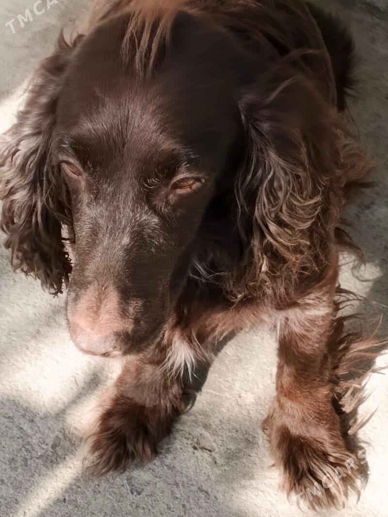 щенки русский спаниель 2 - Бузмеин - img 2