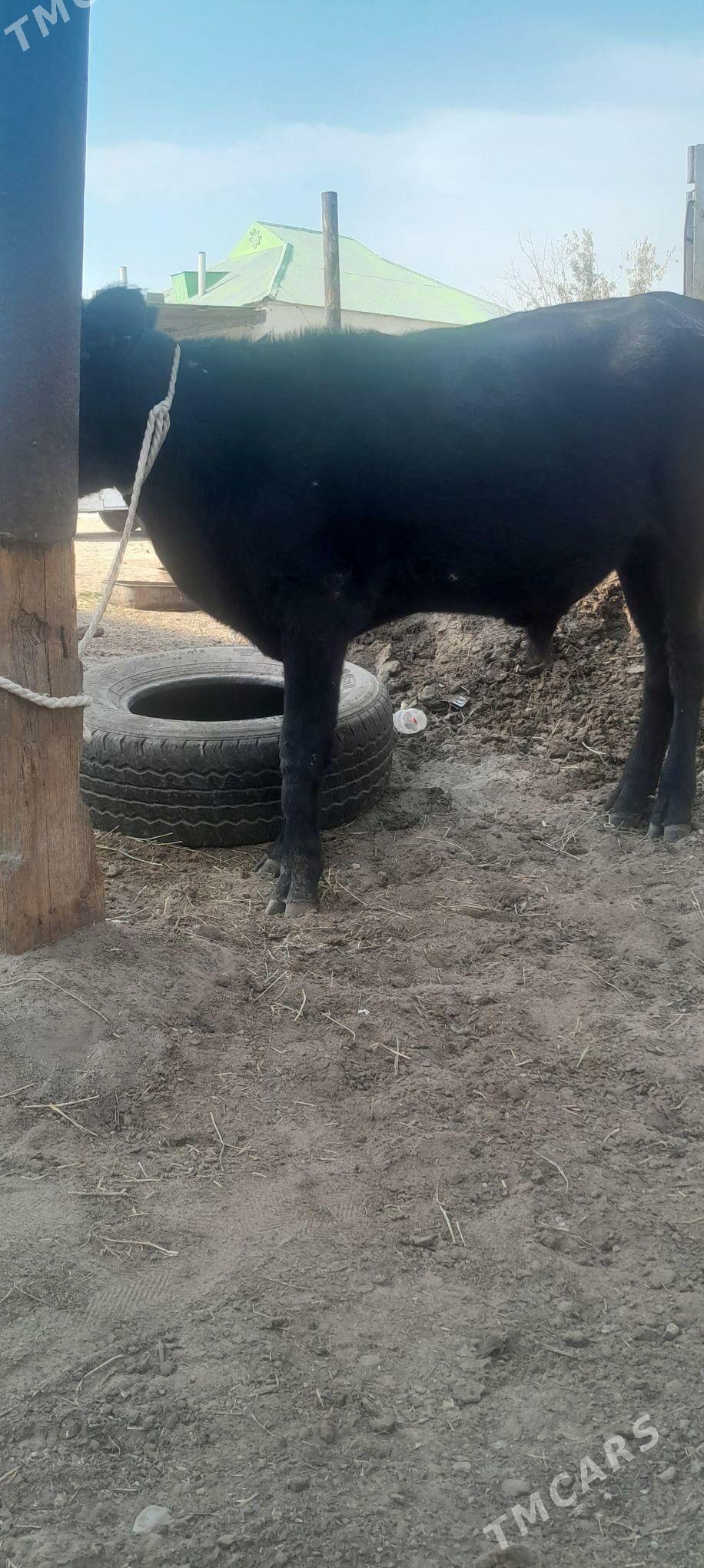 öküzçe - Ашхабад - img 2