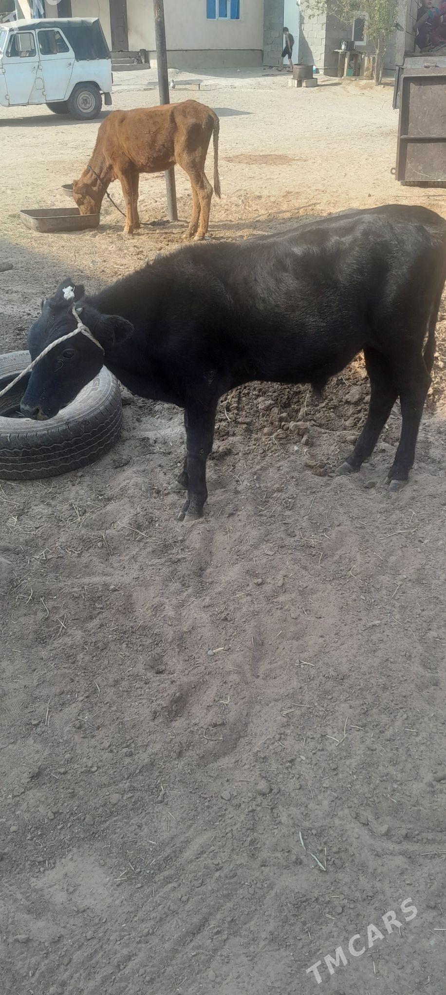 öküzçe - Ашхабад - img 4