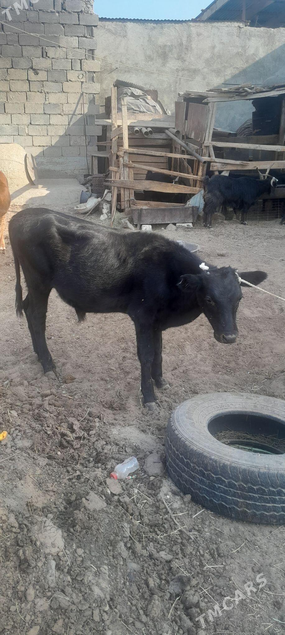 öküzçe - Ашхабад - img 5