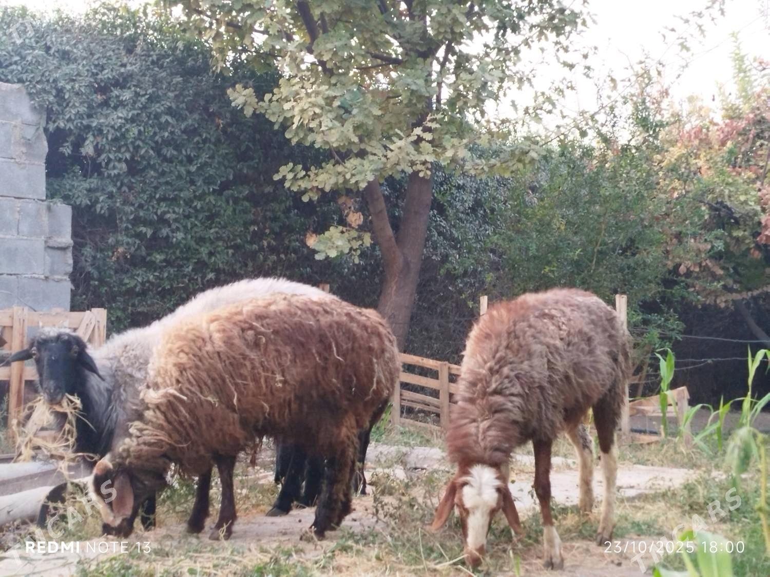 Gisar guzuly goýun - Aşgabat - img 2